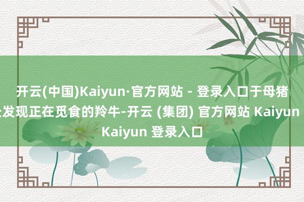 开云(中国)Kaiyun·官方网站 - 登录入口于母猪沟大梁处发现正在觅食的羚牛-开云 (集团) 官方网站 Kaiyun 登录入口