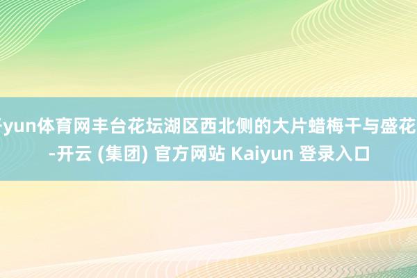 开yun体育网丰台花坛湖区西北侧的大片蜡梅干与盛花期-开云 (集团) 官方网站 Kaiyun 登录入口